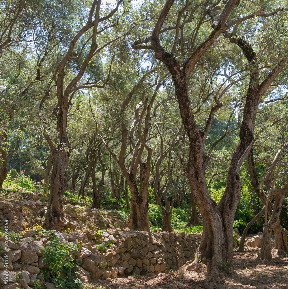 Olive-tree path in Nikitsky Botanical Garden (one oldest botanical gardens in Europe), Crimean peninsula