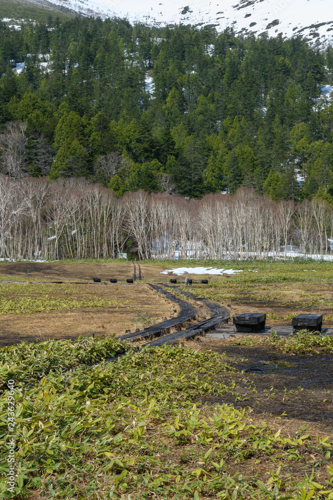 Obraz premium 春の湿原