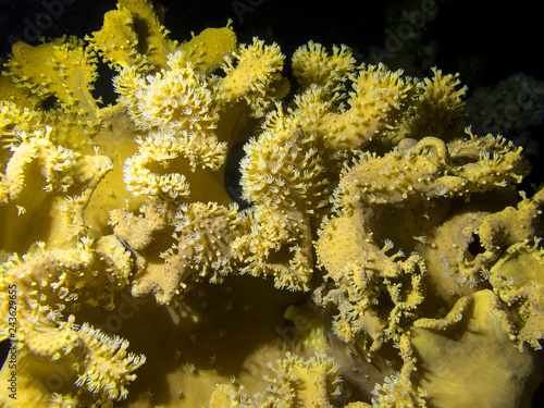 Coral reef with great yellow mushroom leather coral at the bottom of tropical sea