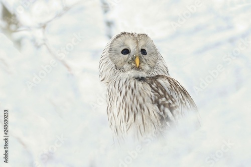 owl in snow, owl portrait in winter, ural owl in winter forest. Strix uralensis  © Monikasurzin