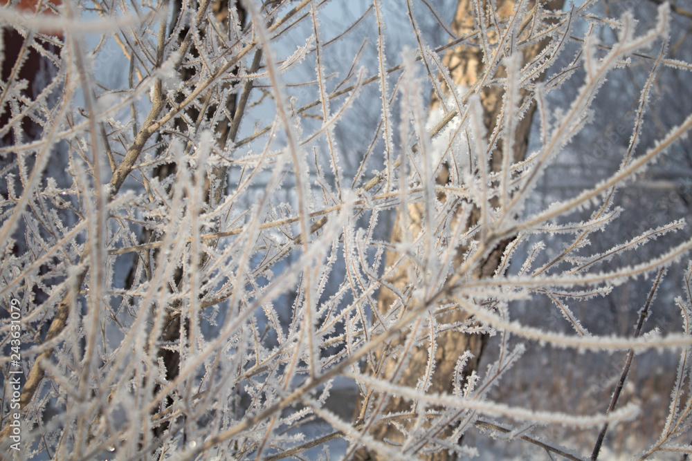 Elm tree. Beautiful winter tree. Elm tree under snow. Winter. Elm tree. Beautiful winter tree. Elm tree under snow. Winter.