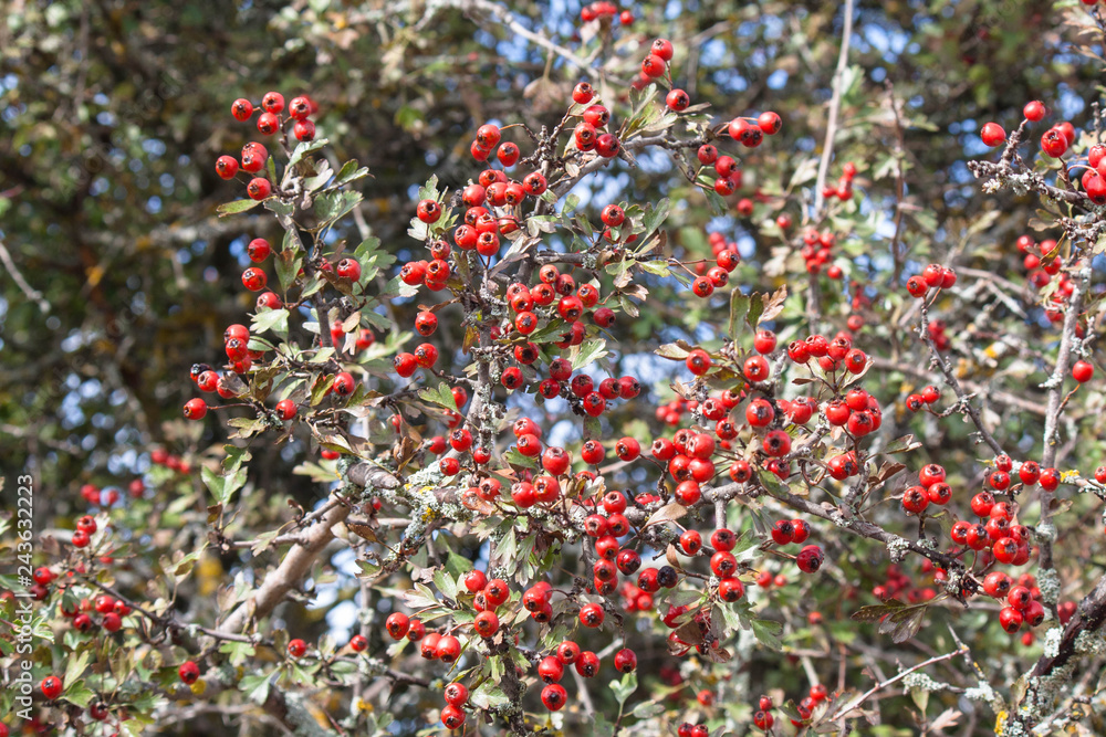 ..frutos rojos del bosque.red berries of the forest