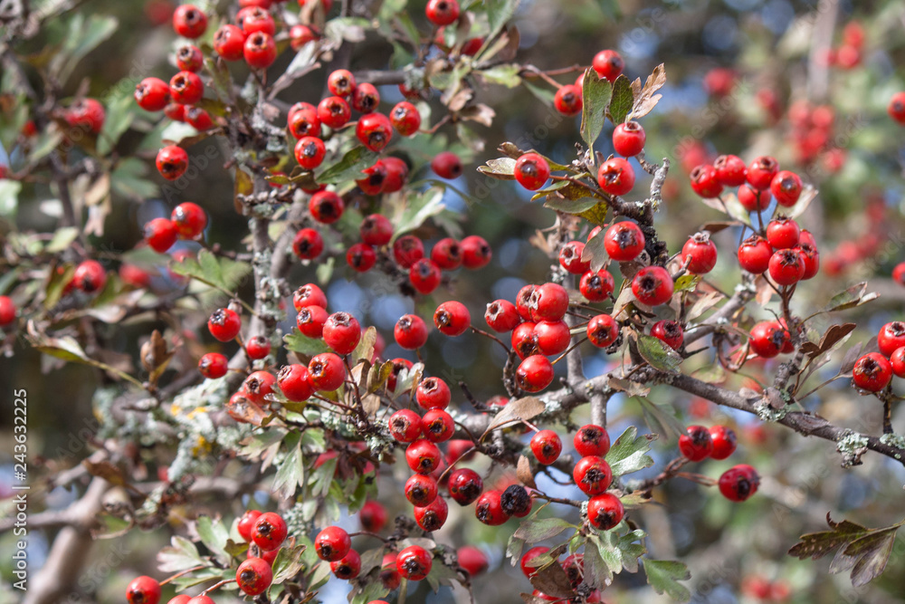 ..frutos rojos del bosque.red berries of the forest ..frutos rojos del bosque.red berries of the forest