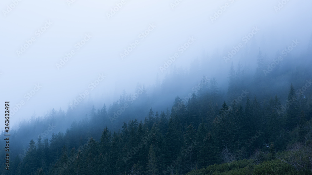 fog in the mountains over forest