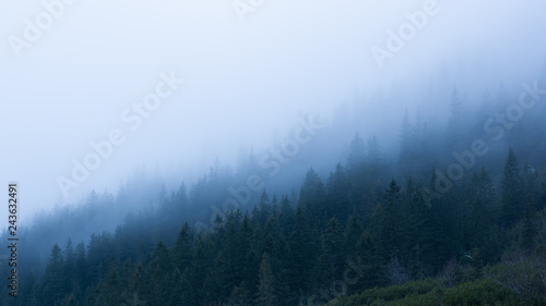 fog in the mountains over forest