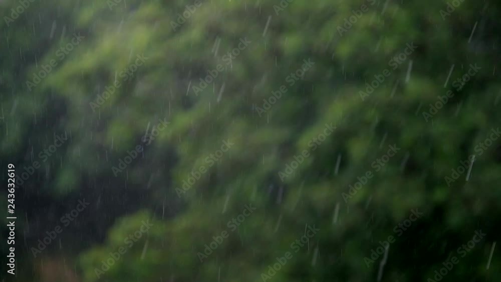 Heavy summer rain. Trees with a green foliage on the background. Heavy summer rain. Trees with a green foliage on the background.