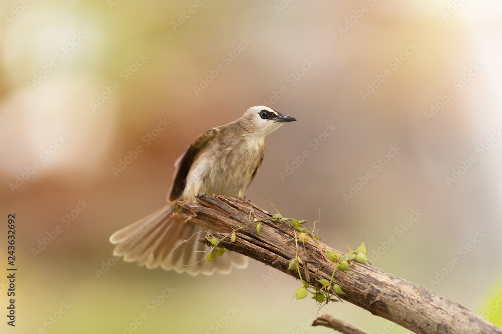 Closeup of brown mature bird ,side view..Yellow vented bulbul bird perching on broken branch spreading tail with natural blurred background. Closeup of brown mature bird ,side view..Yellow vented bulbul bird perching on broken branch spreading tail with natural blurred background.