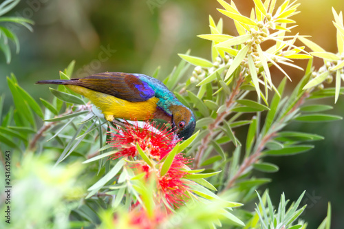 Beautiful bird perching on red brush flower in sunny day with sunlight in background..Juvenile brown throated sunbird male with colorful feathers drinking sweet from flower in summer time.