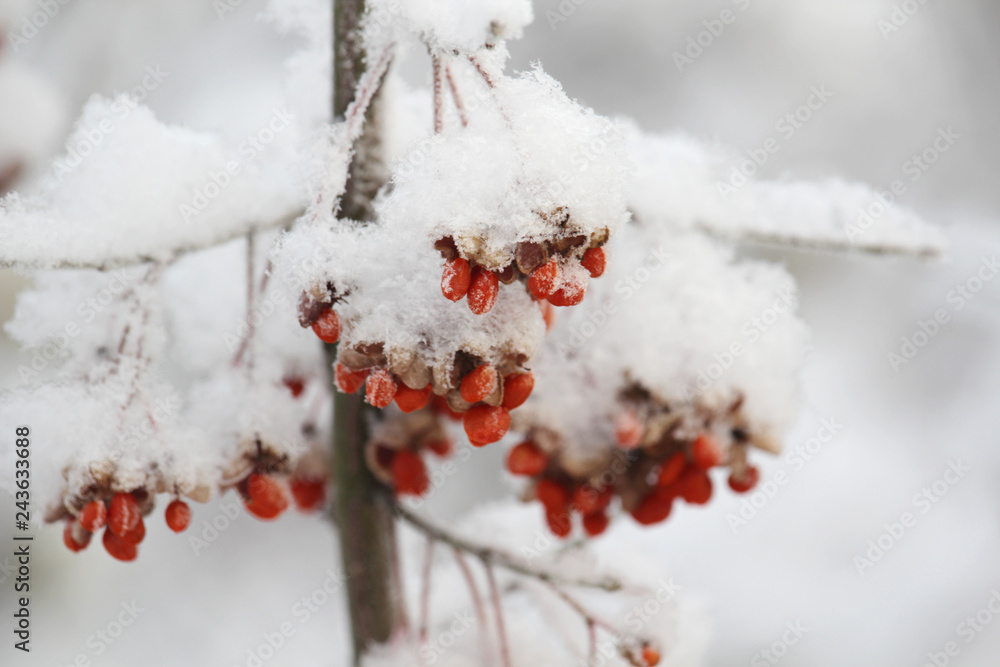 Bright berries covered with snow in Moscow park during winter season