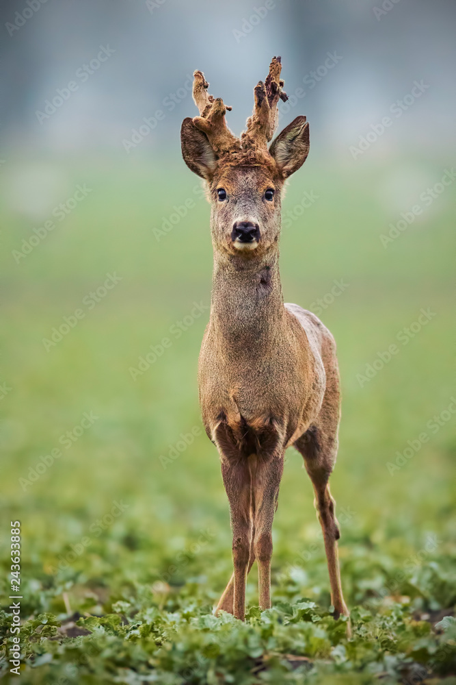 Roe deer, capreolus capreolus, buck with big antlers covered in velvet. Curious alerted wild animal in winter. Roebuck sheding velvet. Roe deer, capreolus capreolus, buck with big antlers covered in velvet. Curious alerted wild animal in winter. Roebuck sheding velvet.
