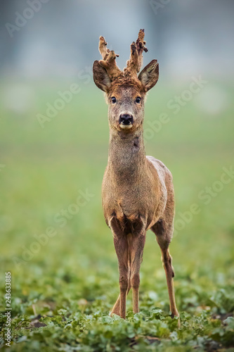 Roe deer, capreolus capreolus, buck with big antlers covered in velvet. Curious alerted wild animal in winter. Roebuck sheding velvet.