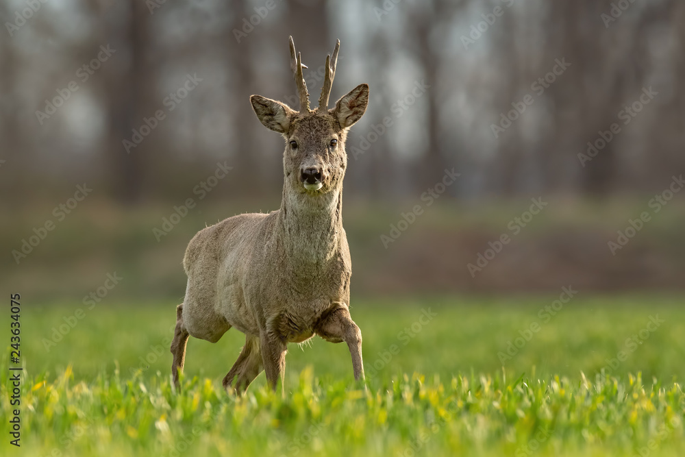 Roe deer, capreolus capreolus, buck in spring walking on a filed. Morning wildlife scenery from nature. Alerted wild deer approaching. Roe deer, capreolus capreolus, buck in spring walking on a filed. Morning wildlife scenery from nature. Alerted wild deer approaching.