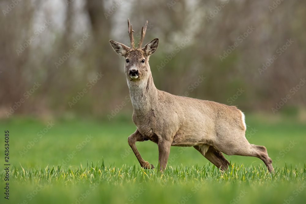 Roe deer, capreolus capreolus, buck in spring walking on a filed. Morning wildlife scenery from nature. Alerted wild deer approaching. Roe deer, capreolus capreolus, buck in spring walking on a filed. Morning wildlife scenery from nature. Alerted wild deer approaching.