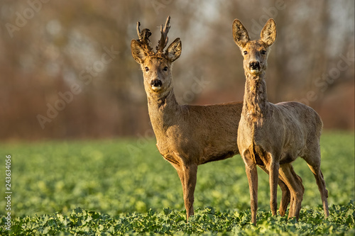 Roe deer, capreolus capreolus, couple at sunset in spring. Male and female wild animals in nature. Two alerted deer. Buck and doe.