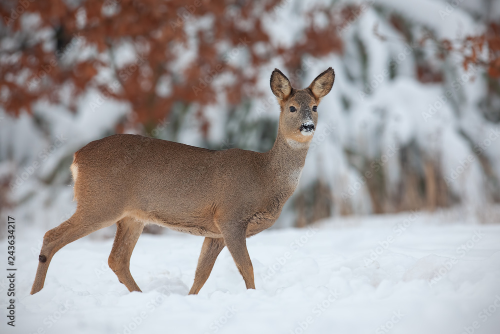 Roe deer, capreolus capreolus, in deep snow in winter. Wild animal in freezing environment. Cold wildlife scenery. Roe deer, capreolus capreolus, in deep snow in winter. Wild animal in freezing environment. Cold wildlife scenery.