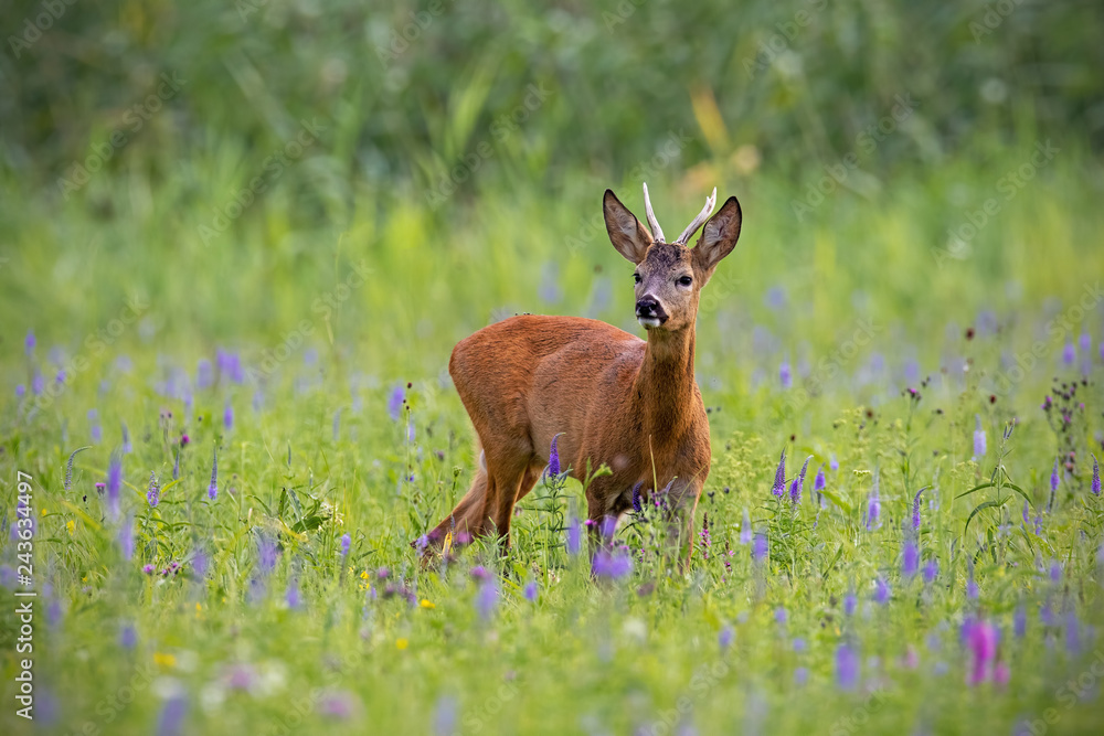 Roe deer, capreolus capreolus, buck in summer on a meadow full of flowers. Roebuck at sunset. Wild animal in natural environment. Cute wild male deer. Roe deer, capreolus capreolus, buck in summer on a meadow full of flowers. Roebuck at sunset. Wild animal in natural environment. Cute wild male deer.