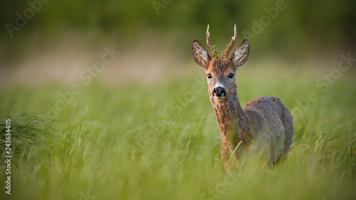 Roe deer, capreolus capreolus, buck in spring at sunset. Morning wildlife scenery from nature. Alerted wild deer with blurred background. Panaromatic composition of deer with clear green blurred photo