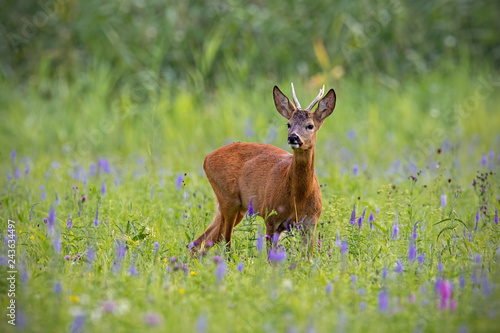 Roe deer, capreolus capreolus, buck in summer on a meadow full of flowers. Roebuck at sunset. Wild animal in natural environment. Cute wild male deer.