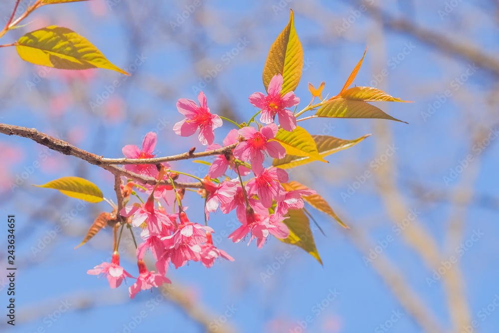 Beautiful Wild Himalayan (Prunus) or Thai Sakura Cherry blossom on tree branch with blue sky background, wild himalayan blooming in Khun Mae Ya, Chiang Mai, Thailand. Beautiful Wild Himalayan (Prunus) or Thai Sakura Cherry blossom on tree branch with blue sky background, wild himalayan blooming in Khun Mae Ya, Chiang Mai, Thailand.