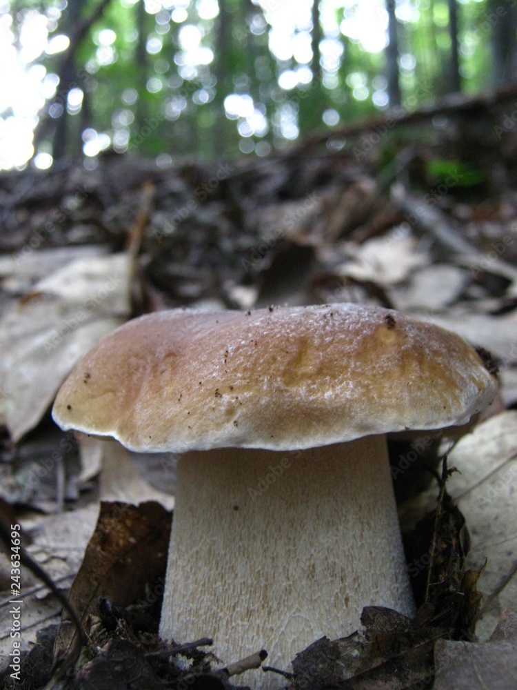Forest white mushroom