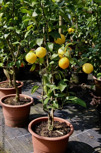 lemon tree on pot