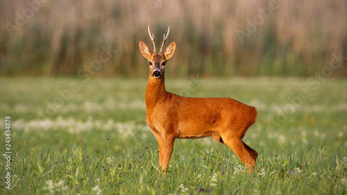 Roe deer, capreolus capreolus, buck in summer on meadow with flowers at sunset. Wild animal in natural environment with warm colors. Roebuck in nature.