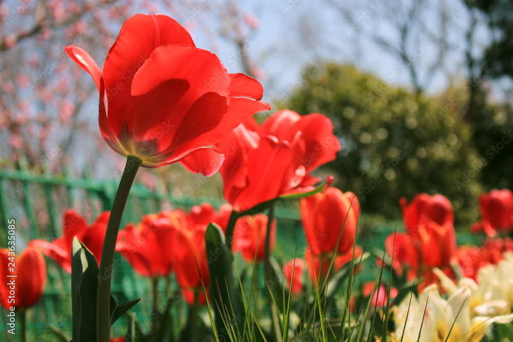 チューリップ畑 虫 小人の視点でウキウキ Red Tulips In The Flower Field Stock Photo Adobe Stock