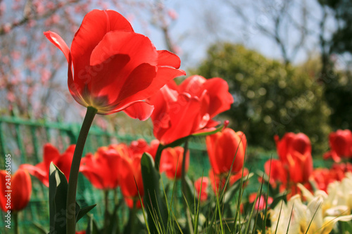                                                            Red Tulips in the flower field