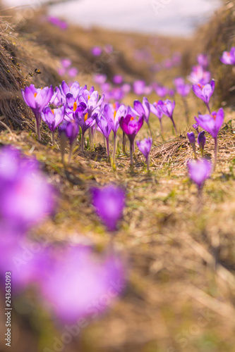 Many pink crocus flowers in a yellow grass