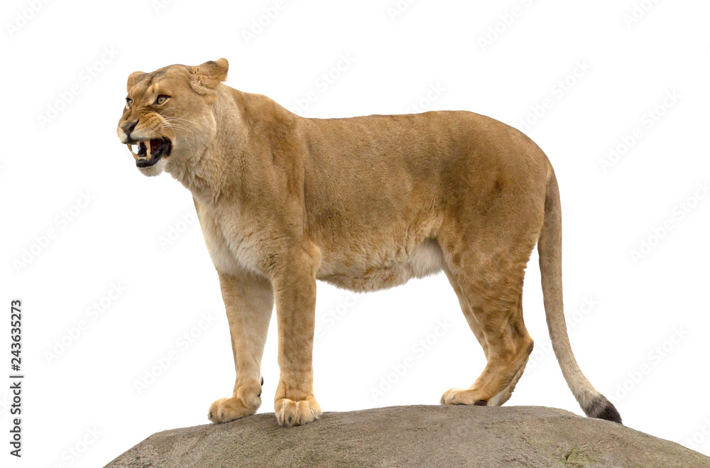 Obraz premium Lioness standing on a rock