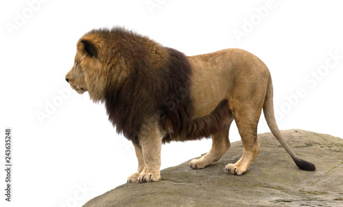 Fototapeta Naklejka Na Ścianę i Meble -  Male lion standing