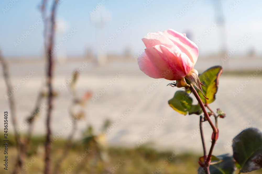 Fototapeta premium pink rose on blurry background. bokeh background with free space for text 