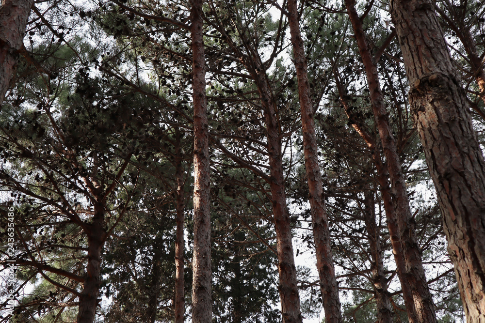 Fototapeta premium Majestic green pine tree forest. Healthy green trees in a forest