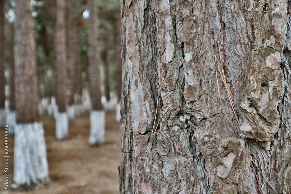 Fototapeta premium blurred background. Close-up of pine tree