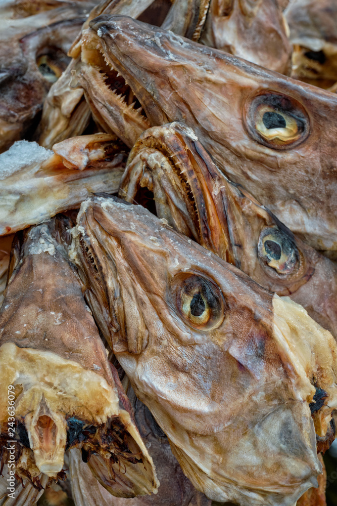 Drying stockfish cod heads in Reine fishing village in Norway