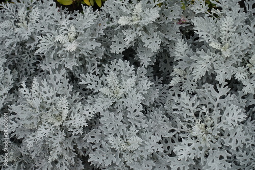 Light grey foliage of Jacobaea maritima plant photo