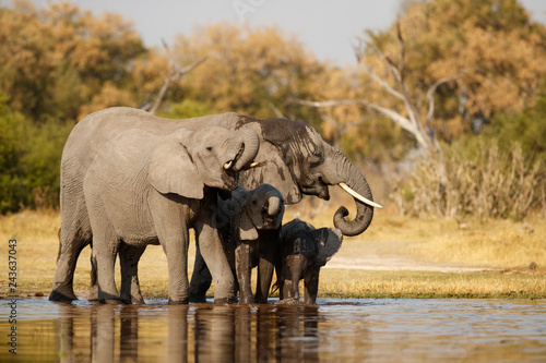 Canvas Print Amazing african elephants