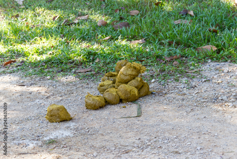 A Thai Elephant with ELEPHANT DUNG uses for the by-product, For example, Filling holes in the road, Paper, Fertilizer. A Thai Elephant with ELEPHANT DUNG uses for the by-product, For example, Filling holes in the road, Paper, Fertilizer.