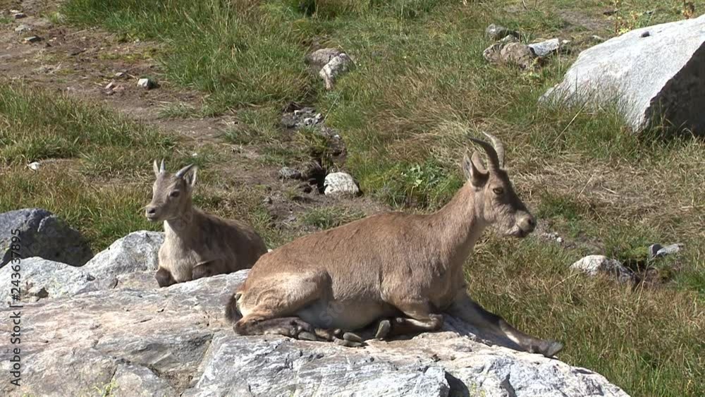 Caucasus. Mountain goat.
