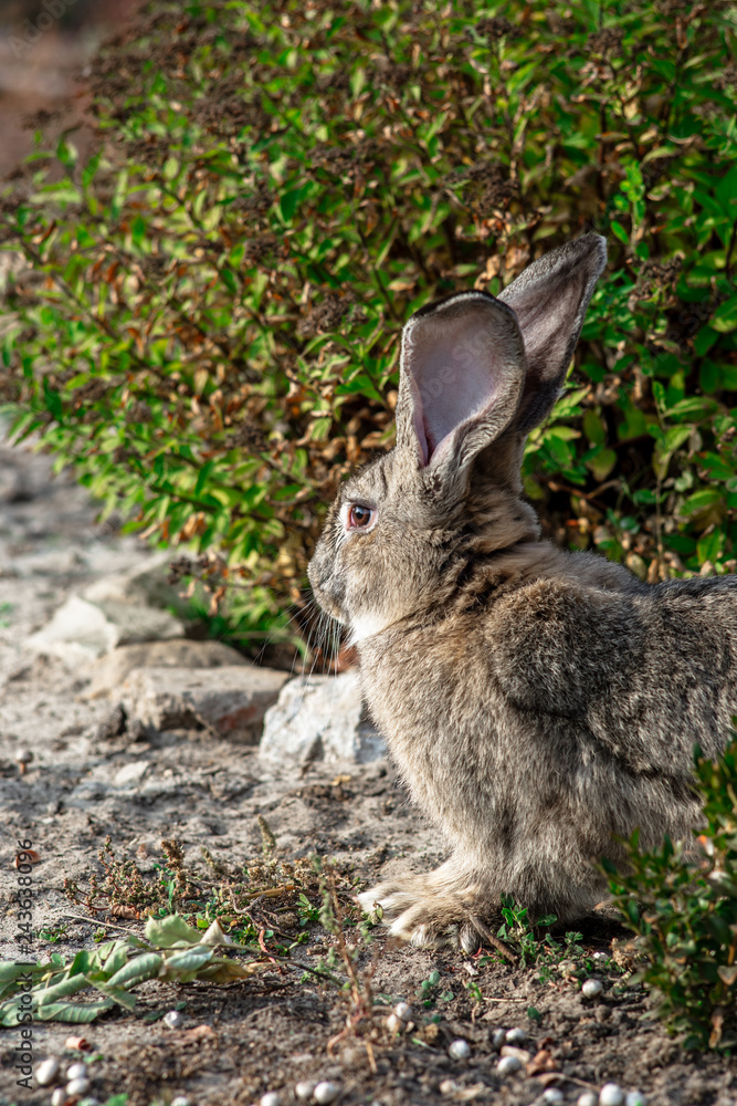 Fototapeta premium Portrait of a big beautiful rabbit in the yard