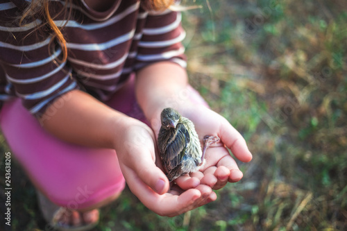 The little bird that fell from the nest in the hands of a child