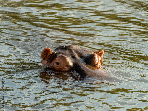 Hippo in Zambezi River, Zambia