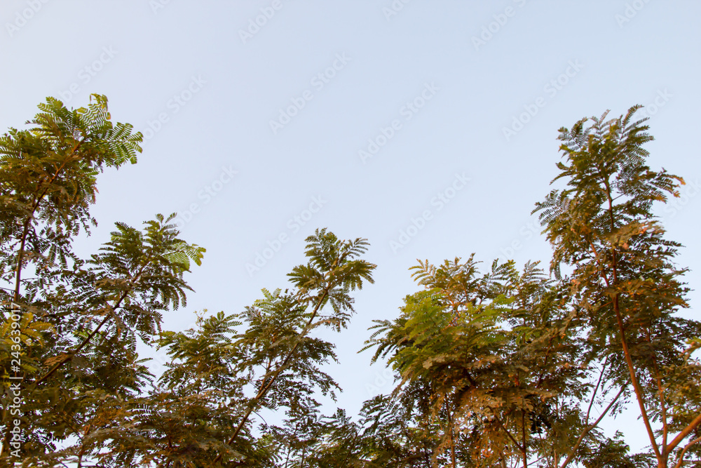 Tree branch against blue sky