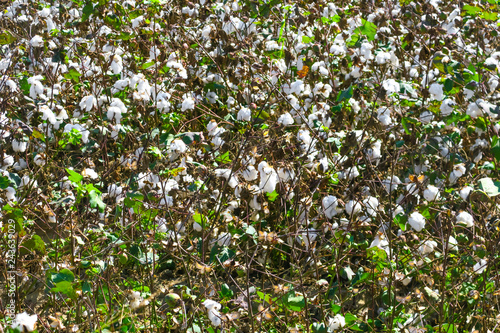 Plants of ripe cotton