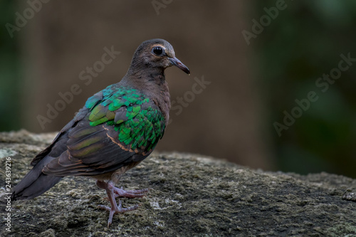 Emerald Dove on stone in nature