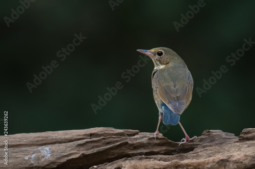 Siberian Blue Robin on branch. photo