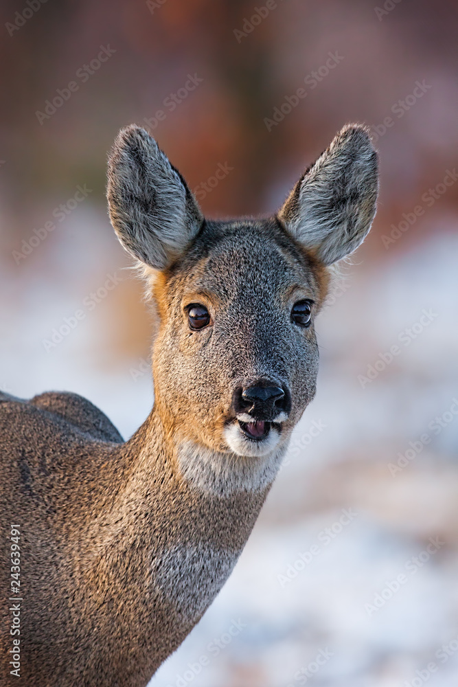 Portrait of roe deer, capreolus capreolus, in winter. Wild roe doe at sunset with snow in background. Freezing weather in wilderness.