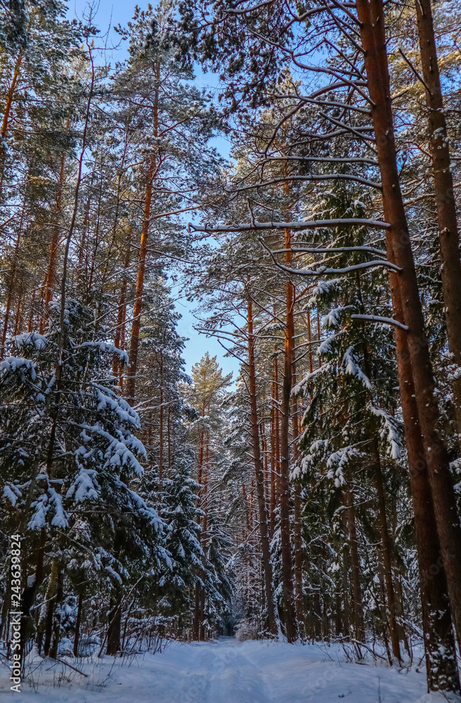 Fototapeta premium Snowy winter forest in a sunny day. White snow path. Snow-covered trees on a background of blue sky