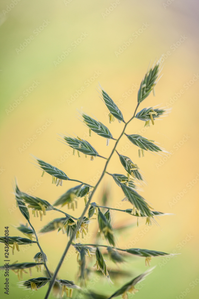 Obraz premium close-up of green blades of grass