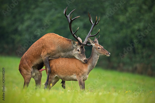 Copulating red deer, cervus elaphus, couple. Mating wild animals in wilderness. Sexual behaviour of deer in nature. Wildlife scenery in autumn during rutting season.
